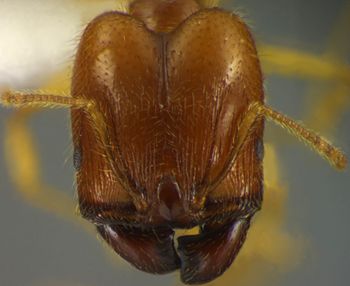 Media type: image;   Entomology 34234 Aspect: head frontal view